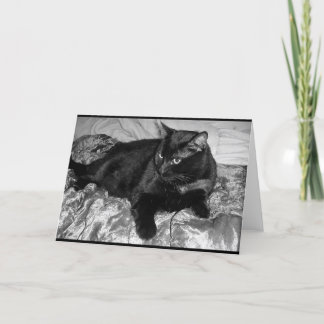 真面目な黒猫 カード