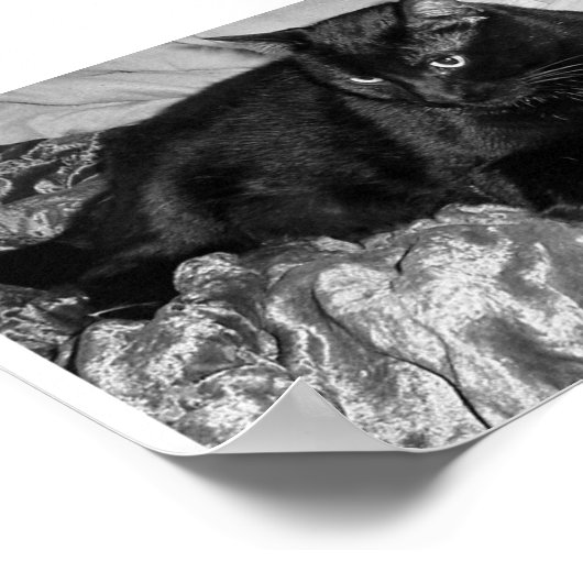 真面目な黒猫 ポスター (角)