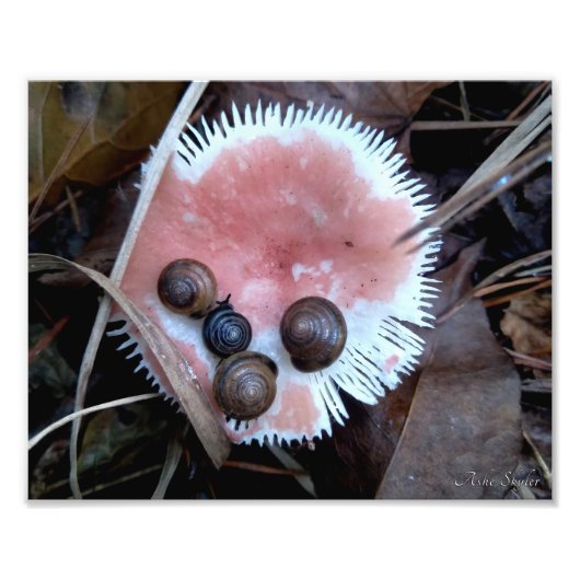 眠いカタツムリ フォトプリント            (正面)