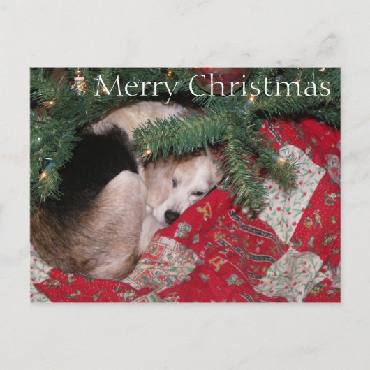 眠いクリスマスのビーグル犬 シーズンポストカード (正面)