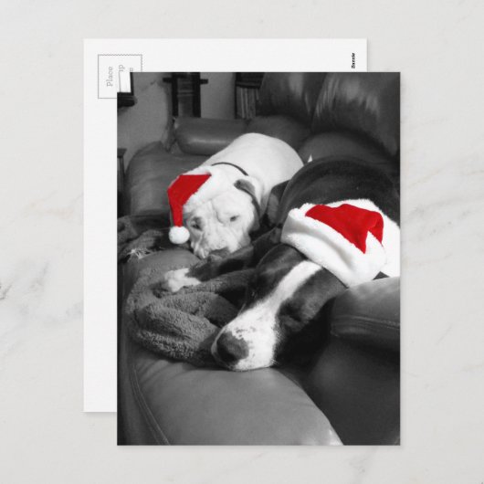 眠いクリスマスピットブル子犬かわいいサンタ シーズンポストカード (正面/裏面)
