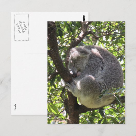 眠いコアラ ポストカード (正面/裏面)