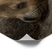 眠いシーライオン – 眠っている野生動物の写真 ポスター (角)