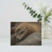 眠いシーライオン – 眠っている野生動物の写真 ポストカード (スタンド正面)