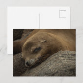 眠いシーライオン – 眠っている野生動物の写真 ポストカード (正面/裏面)