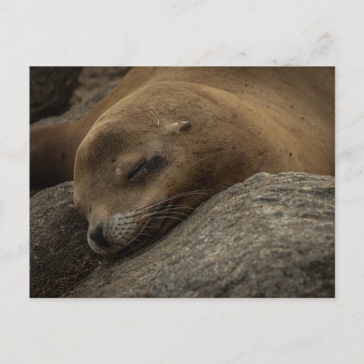 眠いシーライオン – 眠っている野生動物の写真 ポストカード (正面)