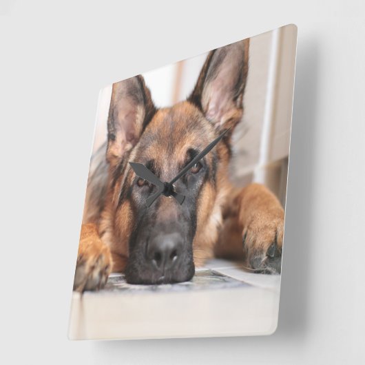 眠いドイツのシェパード君の犬の写真 スクエア壁時計 (傾斜)