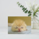 眠いベビー! ポストカード (スタンド正面)