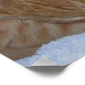 眠いリラックス子猫 ポスター (角)