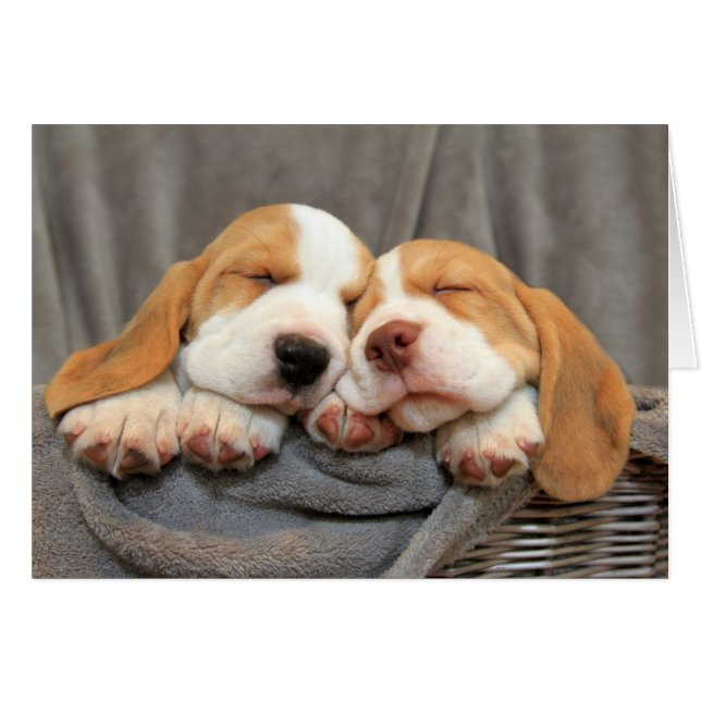 眠い子犬 (正面横)