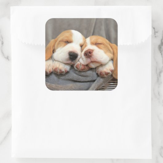 眠い子犬 スクエアシール (バッグ)