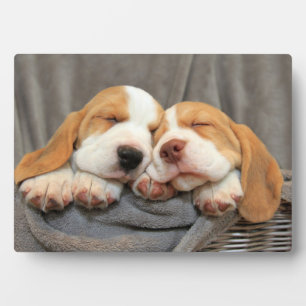 眠い子犬 フォトプラーク