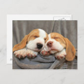 眠い子犬 ポストカード (正面/裏面)
