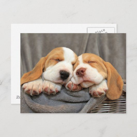 眠い子犬 ポストカード (正面/裏面)