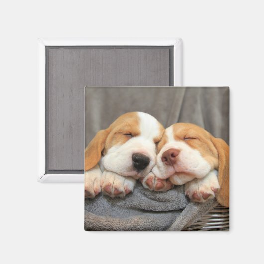 眠い子犬 マグネット (正面/裏面)