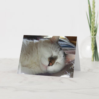 眠い子猫の誕生日 カード