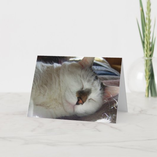 眠い子猫の誕生日 カード (正面)