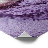 眠い子猫 ポスター (角)