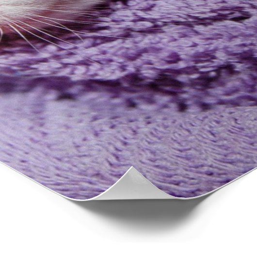 眠い子猫 ポスター (角)