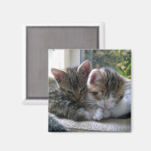 眠い子猫 マグネット (正面/裏面)