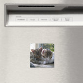 眠い子猫 マグネット (インサイチュ (食洗機))