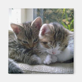 眠い子猫 マグネット (正面)