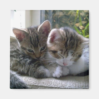 眠い子猫 マグネット