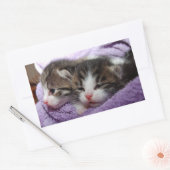 眠い子猫 長方形シール (封筒)