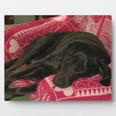 眠い犬のプラーク フォトプラーク (正面)