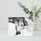 眠い犬のベッドのカドル白黒 ポストカード (スタンド正面)