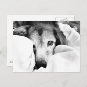 眠い犬のベッドのカドル白黒 ポストカード (正面/裏面)