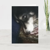 眠い犬 シーズンカード (正面)