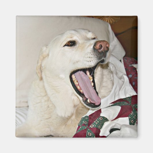 眠い犬 マグネット (正面)