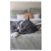 眠い猫カレンダー カレンダー (カバー)