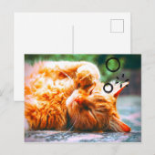 眠い猫 ポストカード (正面/裏面)