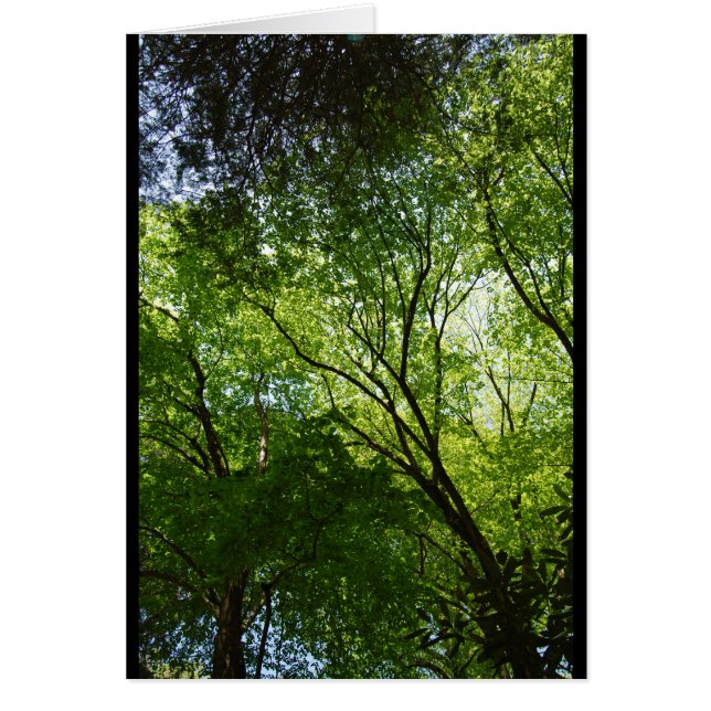 眠い空木 (正面)