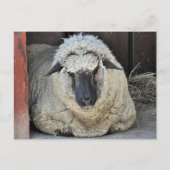 眠い羊 ポストカード (正面)