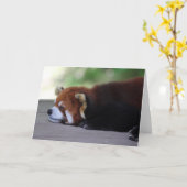 眠い赤いパンダの写真 カード (黄色い花)