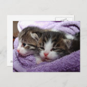 眠くて柔らかい子猫は、温かいままでいる ポストカード (正面/裏面)