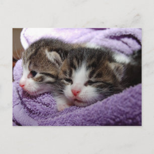 眠くて柔らかい子猫は、温かいままでいる ポストカード