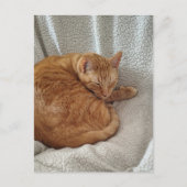 眠そうなジンジャー子猫 ポストカード (正面)