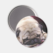眠そうなパグ磁石 マグネット (正面/裏面)