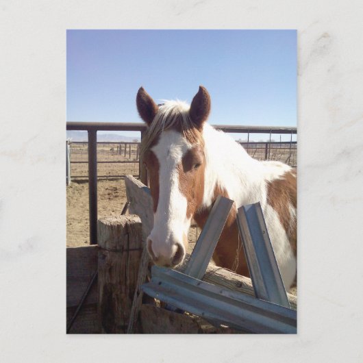 眠そうなペンキ ポストカード (正面)