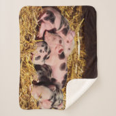 眠そうな小さな子豚 シェルパブランケット (正面)