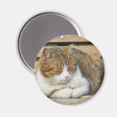 眠そうな猫 マグネット (正面/裏面)