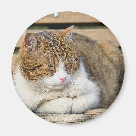 眠そうな猫 マグネット (正面)