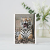 眠そうな虎 ポストカード (スタンド正面)