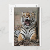 眠そうな虎 ポストカード (正面/裏面)