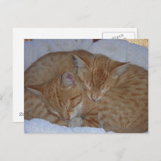 眠そうな赤い子猫たち ポストカード (正面/裏面)