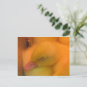 眠っているアヒル ポストカード (スタンド正面)